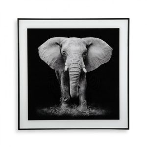 Elephant Framed Wall Art 50 x 50 cm (Glass) - Versa