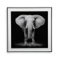 Elephant Framed Wall Art 50 x 50 cm (Glass) - Versa